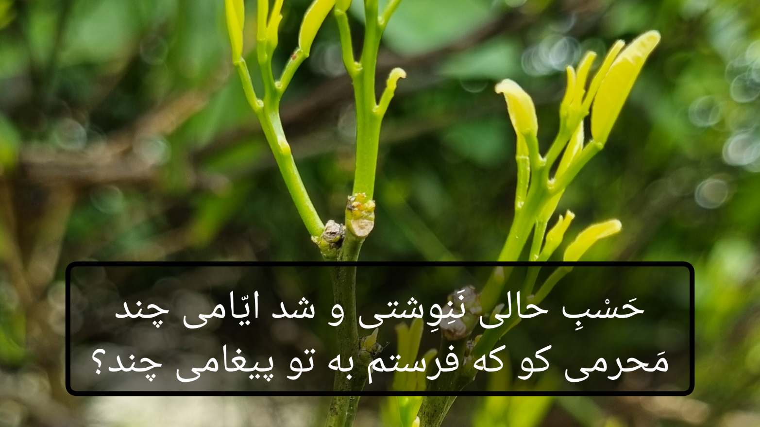خواجه شمسُ‌الدّینْ محمّدِ بن بهاءُالدّینْ محمّدْ حافظِ شیرازی  - Hafez - حافظ نشر آوا گستر پویا - قطعات ادبی - حسب حالی ننوشتی و شد ایامی چند / محرمی کو که فرستم به تو پیغامی چند / حافظ - حافظ - دیوان غزلیات - غزل شماره ۱۸۲ - ۱
حَسْبِ حالی نَنِوِشتی و شد ایّامی چند
مَحرمی کو که فرستم به تو پیغامی چند؟
۲
ما بدان مقصدِ عالی نتوانیم رسید
هم مگر پیش نَهَد لطفِ شما گامی چند
۳
چون مِی از خُم به سبو رفت و گُل افکند نقاب
فرصتِ عیش نگه دار و بزن جامی چند
۴
قندِ آمیخته با گُل نه علاجِ دلِ ماست
بوسه‌ای چند برآمیز به دشنامی چند
۵
زاهد از کوچهٔ رندان به سلامت بگذر
تا خرابت نکند صحبتِ بدنامی چند
۶
عیبِ مِی جمله چو گفتی، هنرش نیز بگو
نفیِ حکمت مکن از بهرِ دلِ عامی چند
۷
ای گدایانِ خرابات خدا یارِ شماست
چشمِ اِنعام مدارید ز اَنعامی چند
۸
پیرِ میخانه چه خوش گفت به دُردی‌کشِ خویش
که مگو حالِ دلِ سوخته با خامی چند
۹
حافظ از شوقِ رخِ مِهر‌فروغِ تو بسوخت
کامگارا نظری کن سویِ ناکامی چند